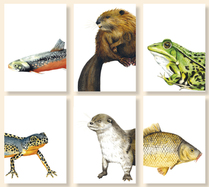 Postkartenset "Unter Wasser" (12 Postkarten mit Tiermotiven)